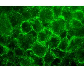 T-cadherin Antibody (E-9) - Immunofluorescence - Image 370998 