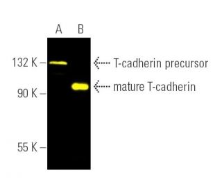 T-cadherin Antibody (E-9) - Western Blotting - Image 391459