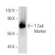 T Cell Marker Antibody (KEN-5) - Western Blotting - Image 17767