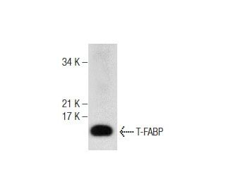 T-FABP Antibody (B-4) - Western Blotting - Image 286874 