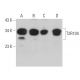 T2R104 Antibody (H-5) - Western Blotting - Image 379047 