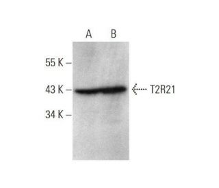 T2R21 Antibody (D-8) - Western Blotting - Image 352598 