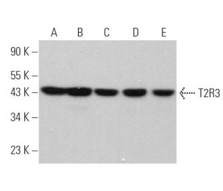 T2R3 Antibody (E-12) - Western Blotting - Image 368351 