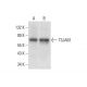 T3JAM Antibody (B-7) - Western Blotting - Image 308414 