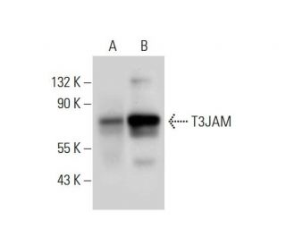 T3JAM Antibody (H-2) - Western Blotting - Image 309749
