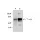T3JAM Antibody (H-2) - Western Blotting - Image 309749