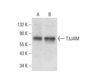 T3JAM Antibody (B-7) - Western Blotting - Image 308414
