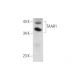 TAAR1 Antibody (C-12) - Western Blotting - Image 319549