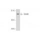 TAAR1 Antibody (C-12) - Western Blotting - Image 323772 
