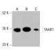 Anticuerpo TAAR1 (C-12): sc-514311. Análisis Western blot de la expresión de TAAR1 en lisados celulares completos de HeLa (A), K-562 (B) y HCT-116 (C). Reactivo de detección utilizado: m-IgG Fc BP-HRP: sc-525409. TAAR1 Antibody (C-12) - Western Blotting - Image 415641