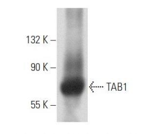 western blotting image from recommended TAB1 (B-3) monoclonal antibody replacement. Image 356821