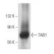 western blotting image from recommended TAB1 (B-3) monoclonal antibody replacement. Image 356821