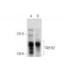 TAB182 Antibody (D-5) - Western Blotting - Image 320932 