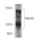 TAB182 Antibody (D-5) - Western Blotting - Image 369392