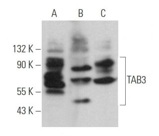 TAB3 Antibody (D-9) - Western Blotting - Image 367336 