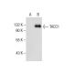 TACC1 Antibody (E-3) - Western Blotting - Image 283877