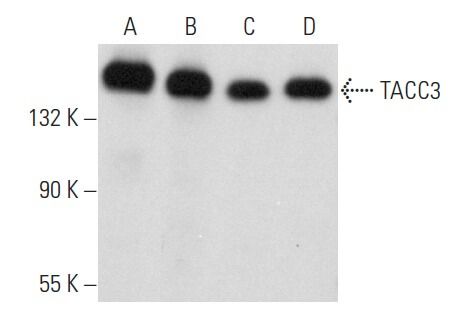 TACC3 Antibody (C-2) | SCBT - Santa Cruz Biotechnology