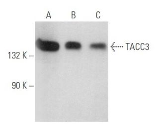 TACC3 Antibody (C-5) - Western Blotting - Image 357761 