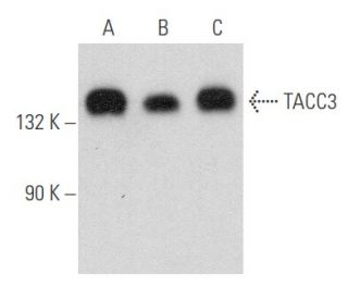 TACC3 Antibody (D-2) - Western Blotting - Image 357763 
