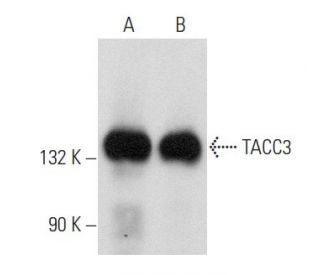 TACC3 Antibody (E-4) - Western Blotting - Image 357961 