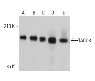 TACC3 Antibody (F-11) - Western Blotting - Image 363870 