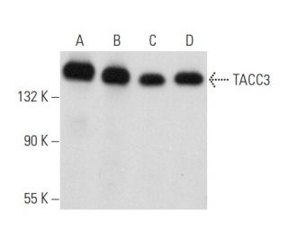 western blotting image from recommended TACC3 (C-2) monoclonal antibody replacement. Image 357960