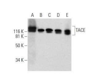 western blotting image from recommended TACE/ADAM17 (B-6) monoclonal antibody replacement. Image 290845