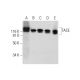 western blotting image from recommended TACE/ADAM17 (B-6) monoclonal antibody replacement. Image 290845