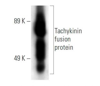Tachykinin Antibody (A-2) - Western Blotting - Image 13894