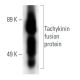 Tachykinin Antibody (A-2) - Western Blotting - Image 13894