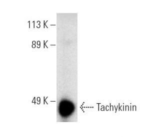 Tachykinin Antibody (H-2) - Western Blotting - Image 4557 