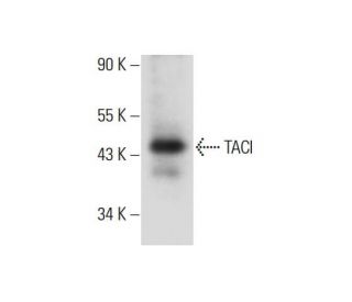 TACI Antibody (C-9) - Western Blotting - Image 138936 