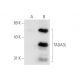 TADA3L Antibody (D-10) - Western Blotting - Image 65907