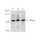 TADA3L Antibody (D-10) - Western Blotting - Image 295828 