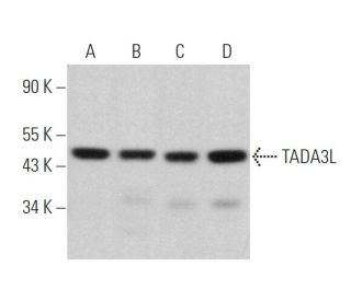 TADA3L Antibody (H-1) - Western Blotting - Image 360662 