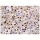 TAF II p100 Antibody (H-3) - Immunohistochemistry - Image 263021 