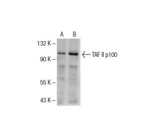 TAF II p100 Antibody (H-3) - Western Blotting - Image 154909 