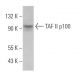 TAF II p100 Antibody (H-3) - Western Blotting - Image 370040
