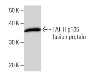 TAF II p105 Antibody (TAFAD26A) - Western Blotting - Image 16786