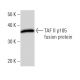 TAF II p105 Antibody (TAFAD26A) - Western Blotting - Image 16786