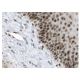 TAF II p130 Antibody (4A6) - Immunohistochemistry - Image 137284 
