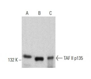 TAF II p135 Antibody (22) - Western Blotting - Image 385758