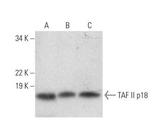 TAF II p18 Antibody (A-5) - Western Blotting - Image 294605 