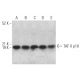 TAF II p18 Antibody (A-5) - Western Blotting - Image 367552