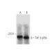 TAF II p250 Antibody (A-10) - Western Blotting - Image 300089