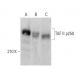 TAF II p250 Antibody (A-10) - Western Blotting - Image 358559 