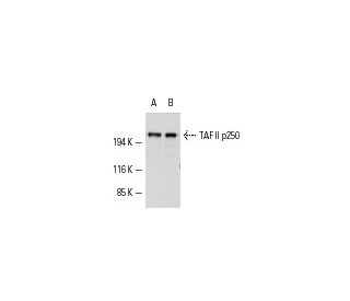 western blotting image from recommended TAF II p250 (6B3) monoclonal antibody replacement. Image 1366