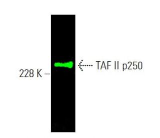 TAF II p250 Antibody (6B3) - Western Blotting - Image 385414
