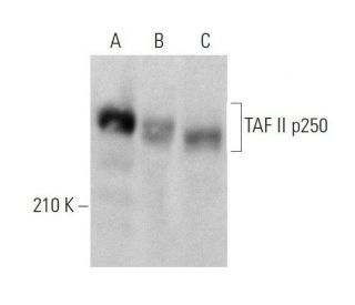 TAF II p250 Antibody (A-10) - Western Blotting - Image 358559Each CRISPR/Cas9 Knockout (KO) Plasmid product consists of a pool of 3 plasmids designed to ensure identification and cleavage of a specific gene for maximum knockout efficiency. Each plasmid encodes a unique 20 nt sequence derived from the GeCKO (v2) library.