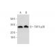 TAF II p28 Antibody (A-4) - Western Blotting - Image 292073 